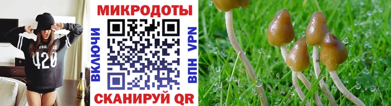 KRAKEN Шелехов Псилоцибиновые грибы Cubensis сколько стоит
